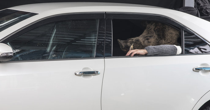 Wild Boar Masked Man In Car