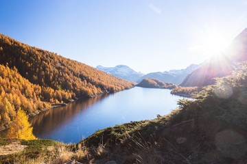 Colorful larch near Lake Devero, in autumn, Alpe Veglia and Alpe Devero Natural Park, Baceno, Verbano Cusio Ossola province, Piedmont, Italy