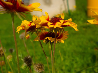 rudbecia in the garden on a clear day in autumn, Russia