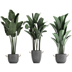 Banana palm in a pot on a white background