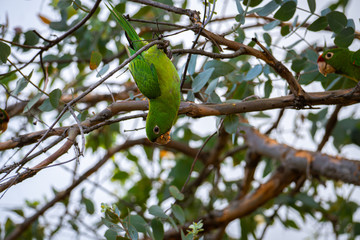 Up side down green parrot