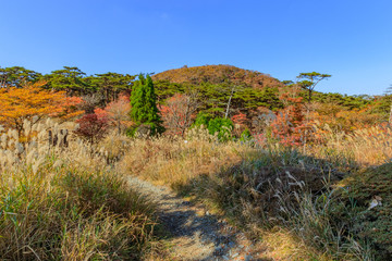 Fototapeta na wymiar 秋のえびの高原　登山道　宮崎県えびの市　Ebino plateau　autumn　Trail　Miyazaki　Ebino city