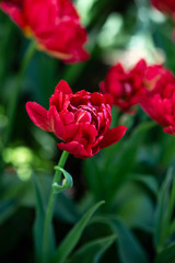 A red tulip