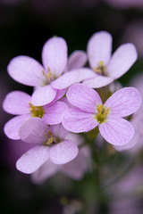 Pink flowers