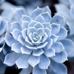 A succulent