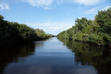Fototapeta na wymiar trees and reeds in the water in mangrove in Florida Everglades