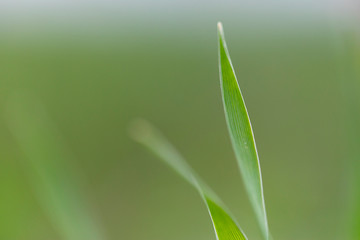 Closeup nature view of green leaf on blurred dark greenery background.