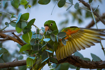 Green parrot extending its wings