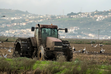 tractor plowing rice fields with water, birds eating