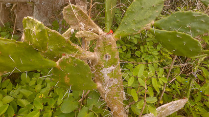 An imponent cactus in Rio de Janeiro