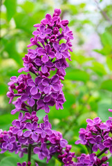 Fototapeta na wymiar Lilac branch