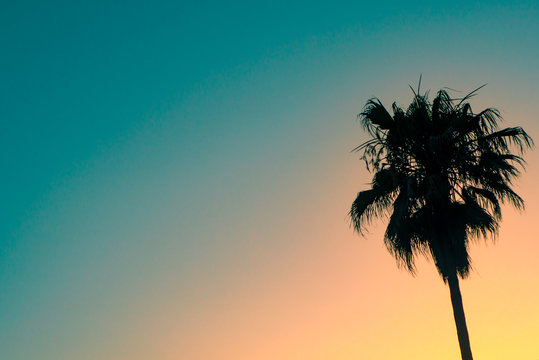 Silhouette of One Tropical Palm Tree At Sunset With Copy Space