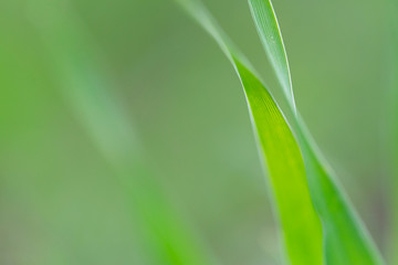 Obraz premium Closeup nature view of green leaf on blurred dark greenery background.