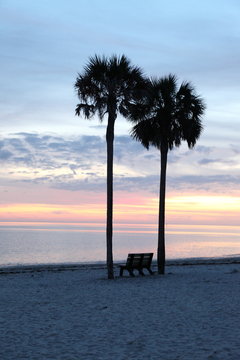 Blue sunset with palm trees on the beach in Florida in winter
