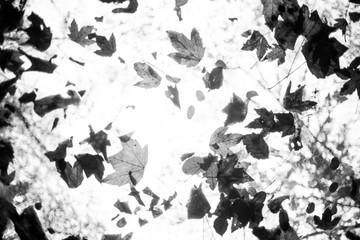 Fallen leaves throrough the celling window