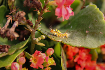 Worm walking on a leaf
