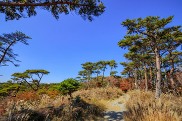 秋のえびの高原　登山道　宮崎県えびの市　Ebino plateau　autumn　Trail　Miyazaki　Ebino city