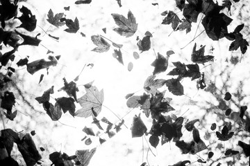 Fallen leaves throrough the celling window