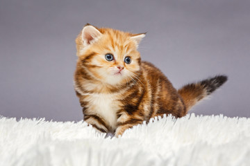Little red kitten of British  breed