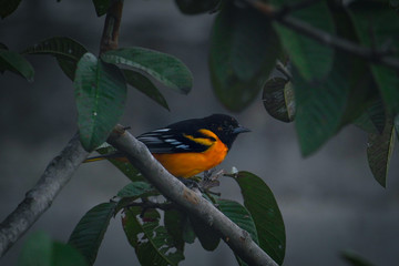 Orange and black bird perched on a branch