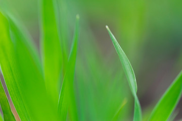 Closeup nature view of green leaf on blurred dark greenery background.