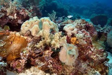 Naklejka na ściany i meble Coral reef 