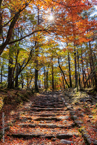 秋のえびの高原 登山道 宮崎県えびの市 Ebino Plateau Autumn Trail Miyazaki Ebino City Wall Mural M H 秋のえびの高原 登山道 宮崎県えびの市 Ebino Plateau Autumn Trail Miyazaki Ebino City Wall Mural M H
