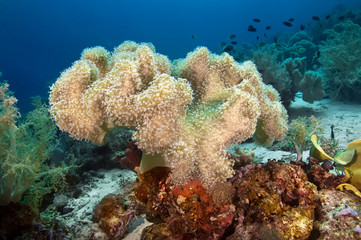 Fototapeta na wymiar Soft coral with tropical fish