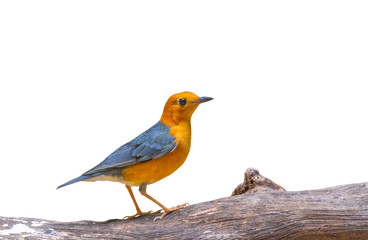 Beautiful bird in nature orange color Orange-headed Thrush