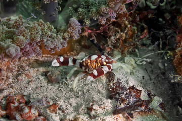 Crab on the sea's bottom 