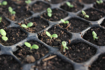 small green plants, sprouts growing up in the nursery tray. Prepare vegetables before planting.