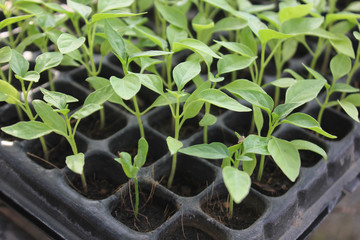 Small chillies, small green plants in a nursery tray.