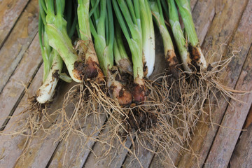 Fresh spring onion and roots soiled collected from the organic garden on the bamboo table.