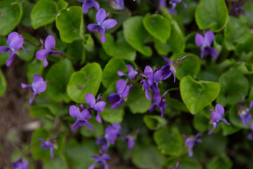 Fototapeta premium Viola odorata - Sweet Violet, English Violet, Common Violet, or Garden Violet