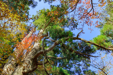 秋のえびの高原　杉の木　宮崎県えびの市　Ebino plateau　autumn　 Cedar　Miyazaki　Ebino city