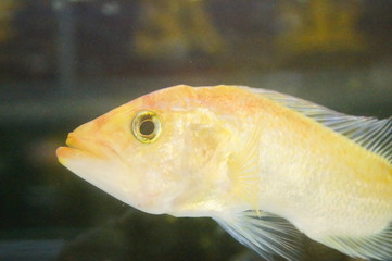 Ornamental fish