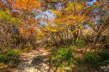 秋のえびの高原　登山道　宮崎県えびの市　Ebino...