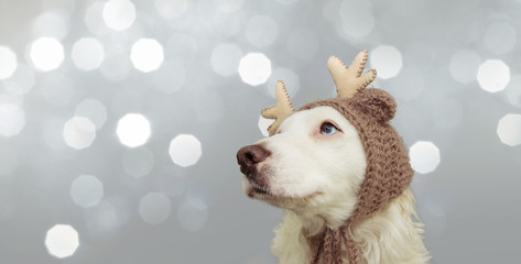 banner sweet pet dog celebrating christmas with reindeer antlers hat. Isolated on gray background.
