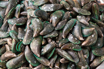 Raw Mussel shell in market,Fresh seafood in Thailand.  pile green mussel for sale on the market - Asian green mussel seafood shell in the fish market