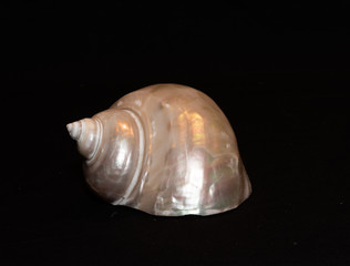 single shells on black background