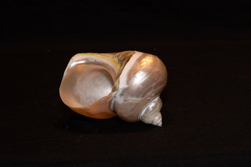 single shells on black background