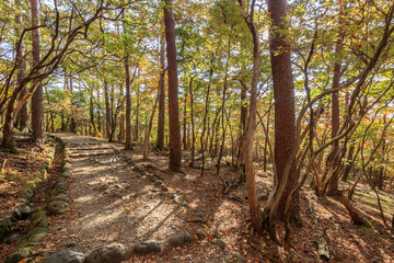 秋のえびの高原　登山道　宮崎県えびの市　Ebino plateau　autumn　Trail　Miyazaki　Ebino city