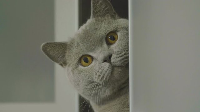 Cute silly cat peeking from around the corner. Big fluffy cat peeks out the corner. Cat hid on a shelf and peeps out. Cat looking funny.