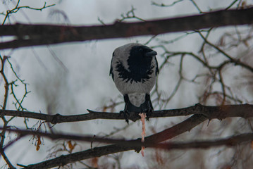 Dinner time for a curious crow