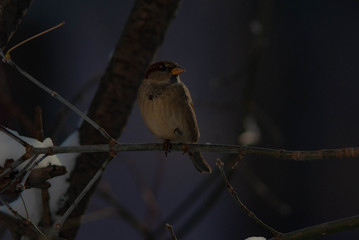Sparrow is posing like a pro