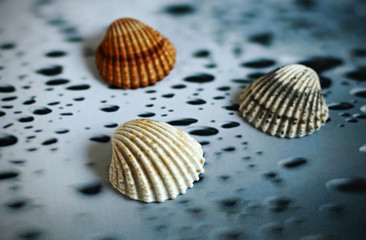  Some sea shells on seabed