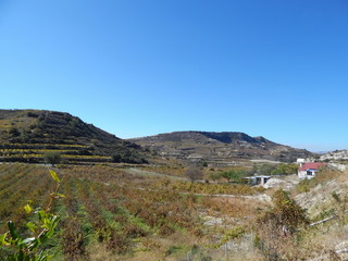 Виноградники