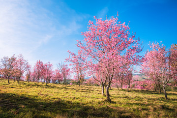 Obraz na płótnie Canvas Wild himalayan cherry in sunshine day on top of mountain