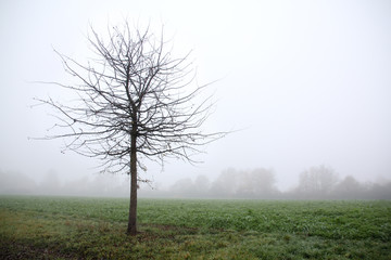 lonely tree in a foggy landscape, the concept of loneliness, longing, sadness, copy space