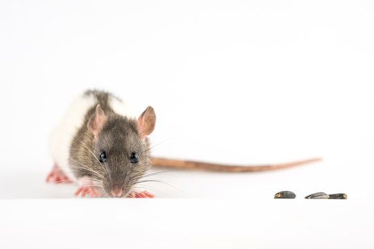 cute rat sitting on a white background are sunflower seeds